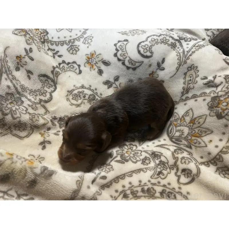 販売中の青森県のカニンヘンダックスフンド(ロングヘアード)-454481の3枚目