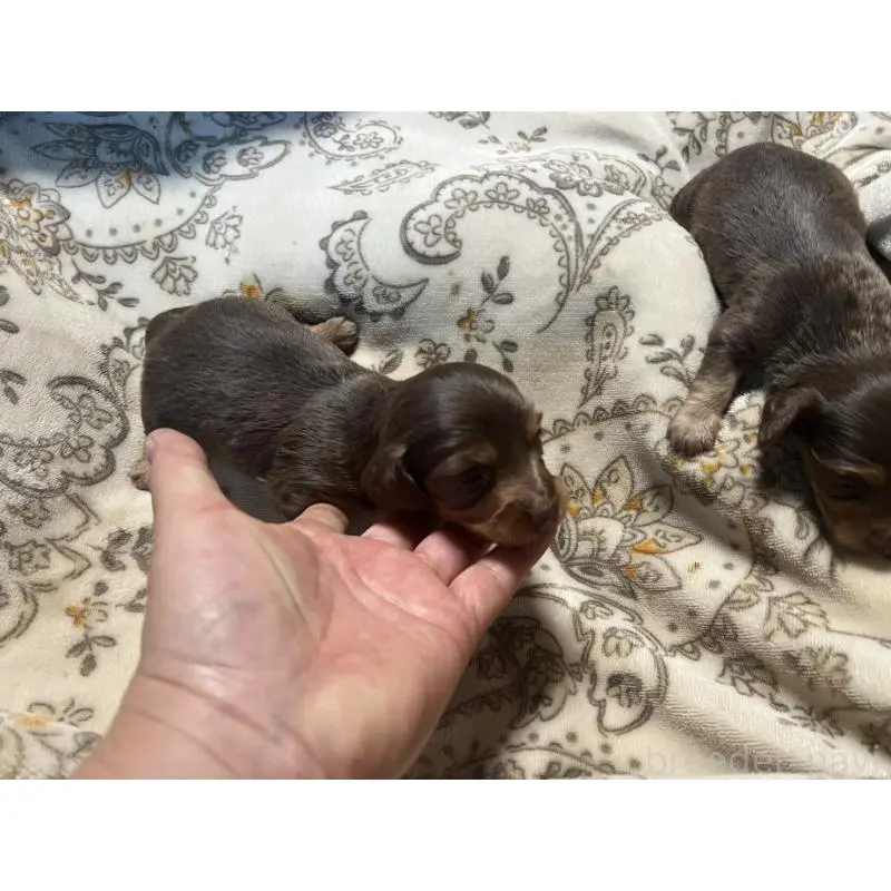 販売中の青森県のカニンヘンダックスフンド(ロングヘアード)-454481の2枚目