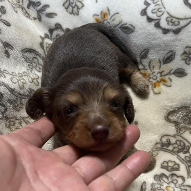 販売中の青森県のカニンヘンダックスフンド(ロングヘアード)-454481