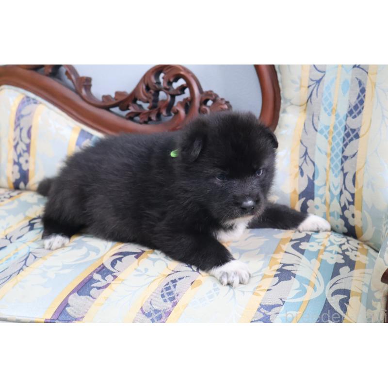 販売中の栃木県のミックス犬-454482の5枚目