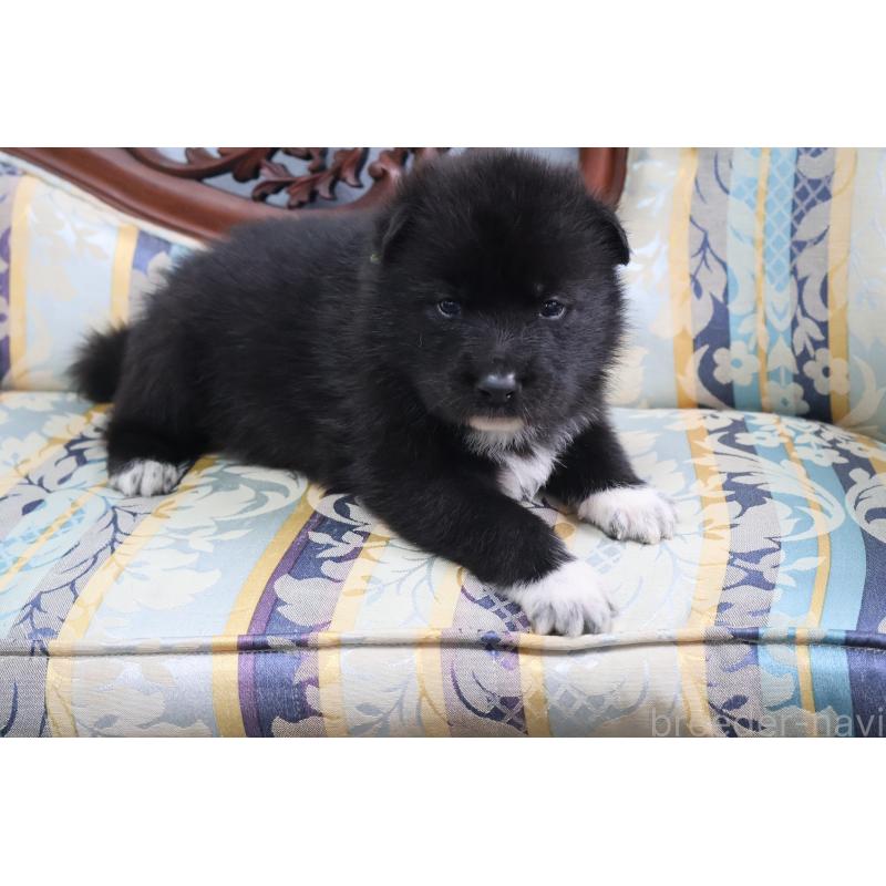 販売中の栃木県のミックス犬-454482の4枚目