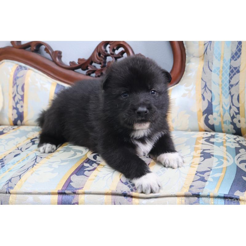 販売中の栃木県のミックス犬-454482の3枚目