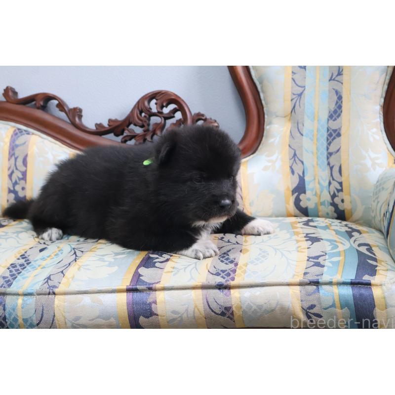 販売中の栃木県のミックス犬-454482の2枚目