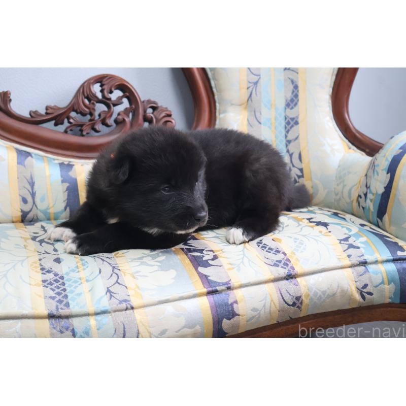 販売中の栃木県のミックス犬-454483の6枚目