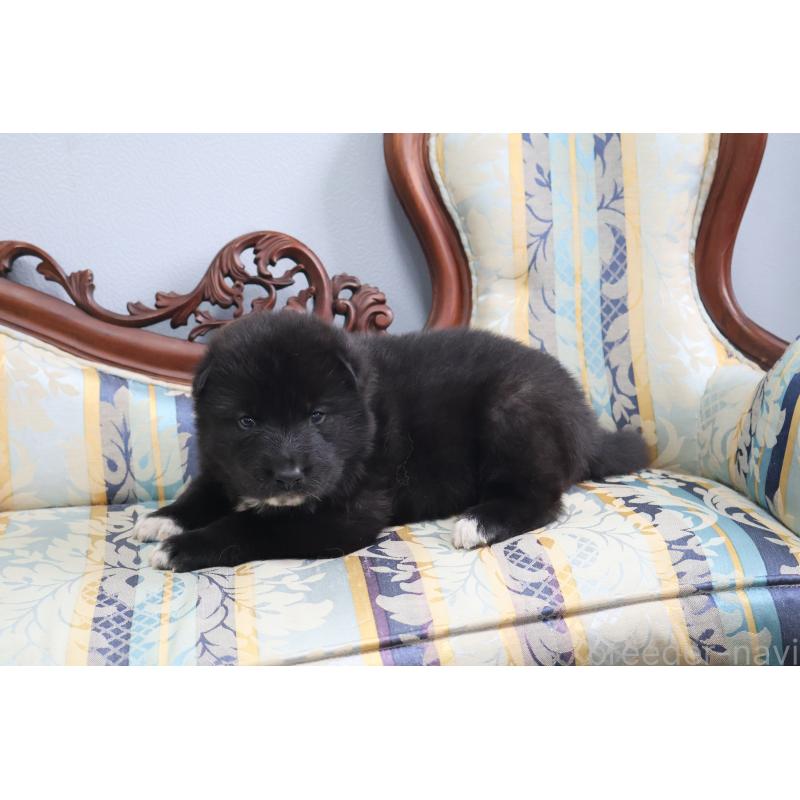 販売中の栃木県のミックス犬-454483の5枚目