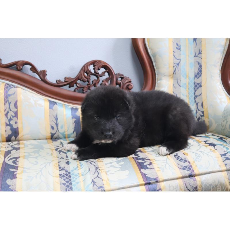 販売中の栃木県のミックス犬-454483の4枚目