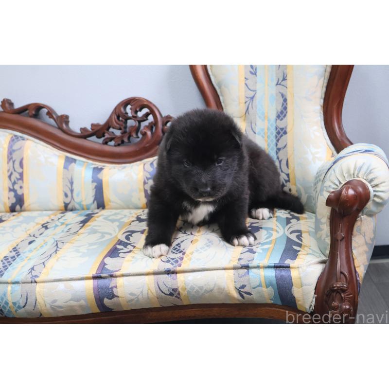 販売中の栃木県のミックス犬-454483の3枚目