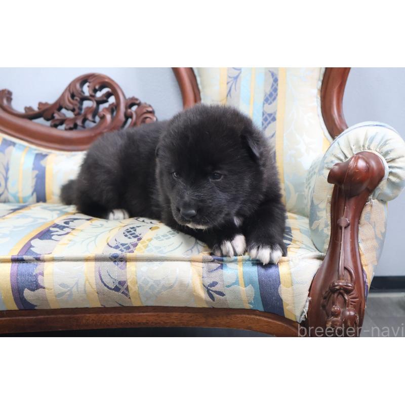 販売中の栃木県のミックス犬-454483の2枚目