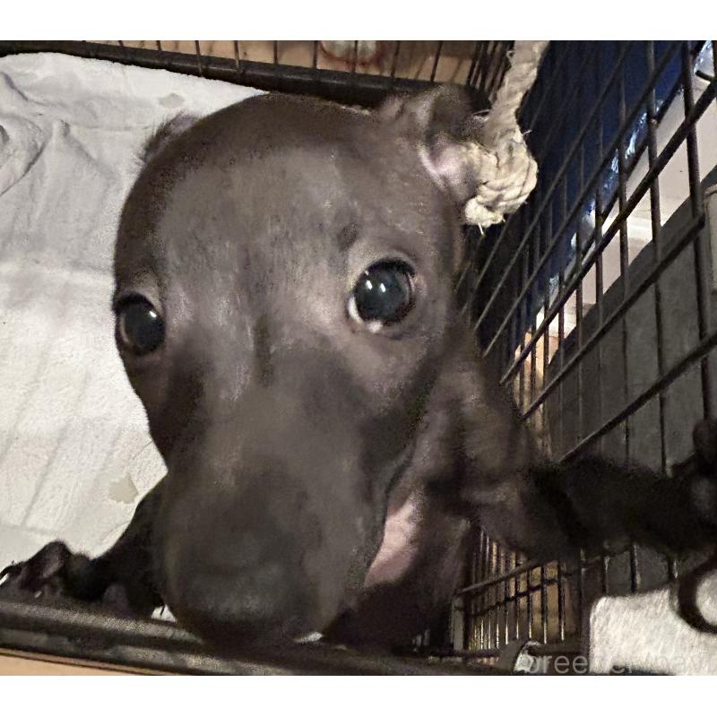 販売中の栃木県のイタリアングレーハウンド(イタグレ)-445244の6枚目