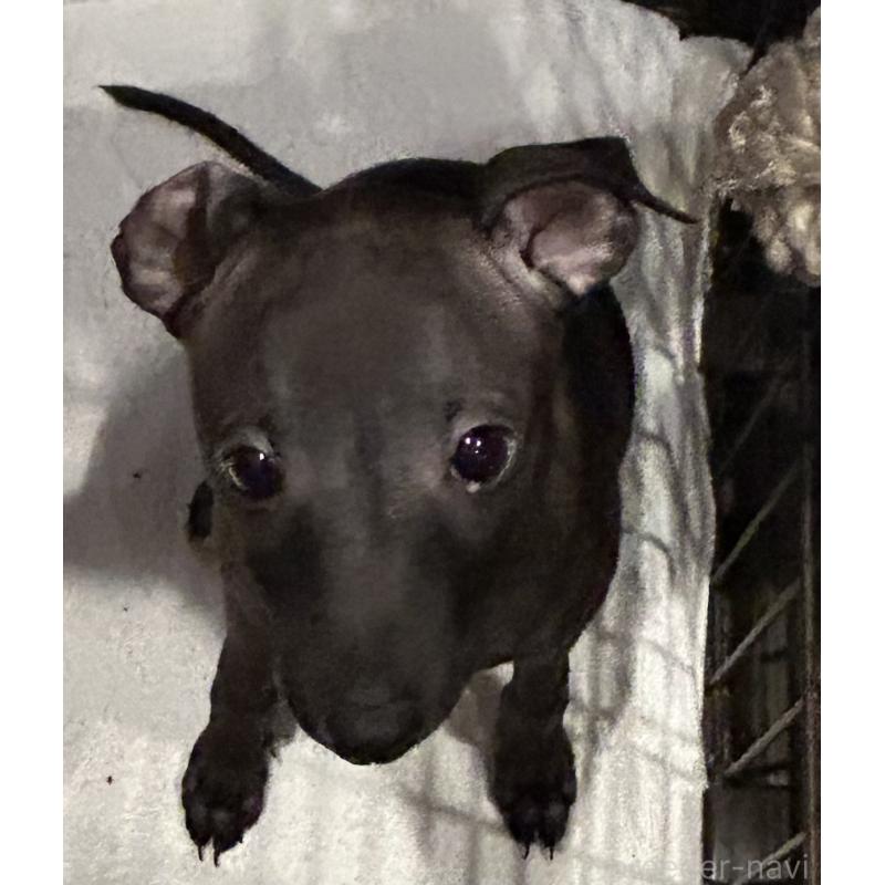 販売中の栃木県のイタリアングレーハウンド(イタグレ)-445244の5枚目