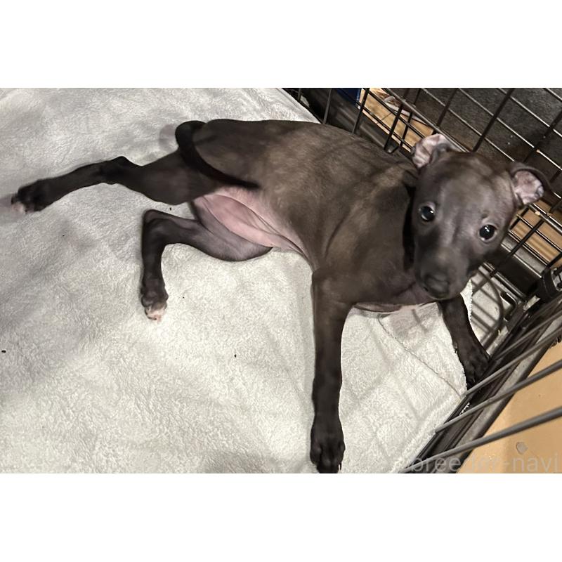 販売中の栃木県のイタリアングレーハウンド(イタグレ)-445244の2枚目