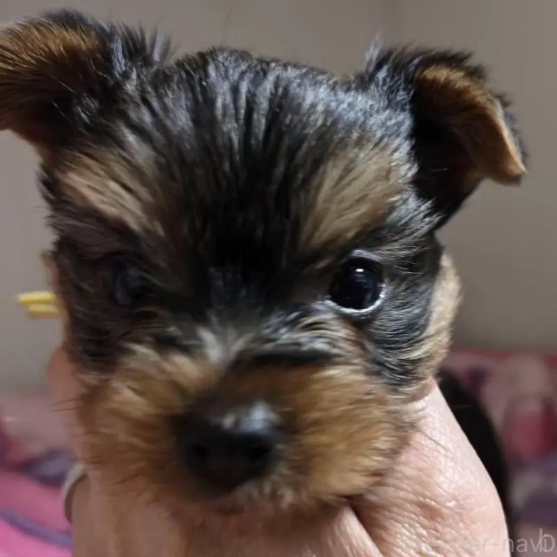 販売中の神奈川県のヨークシャーテリア-454484の7枚目