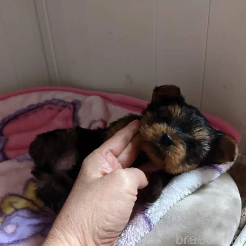 販売中の神奈川県のヨークシャーテリア-454484の6枚目