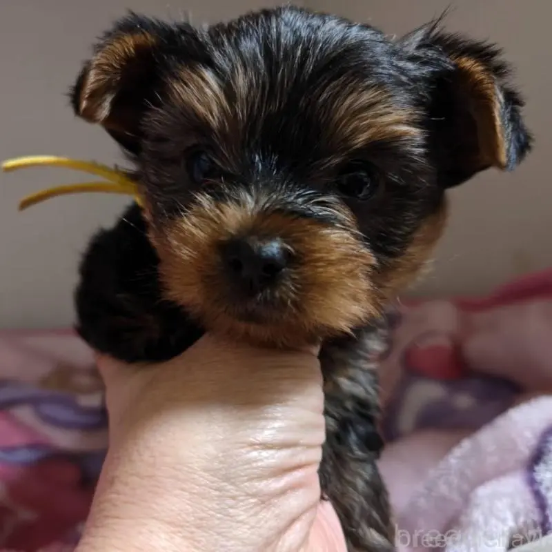 販売中の神奈川県のヨークシャーテリア-454484の5枚目