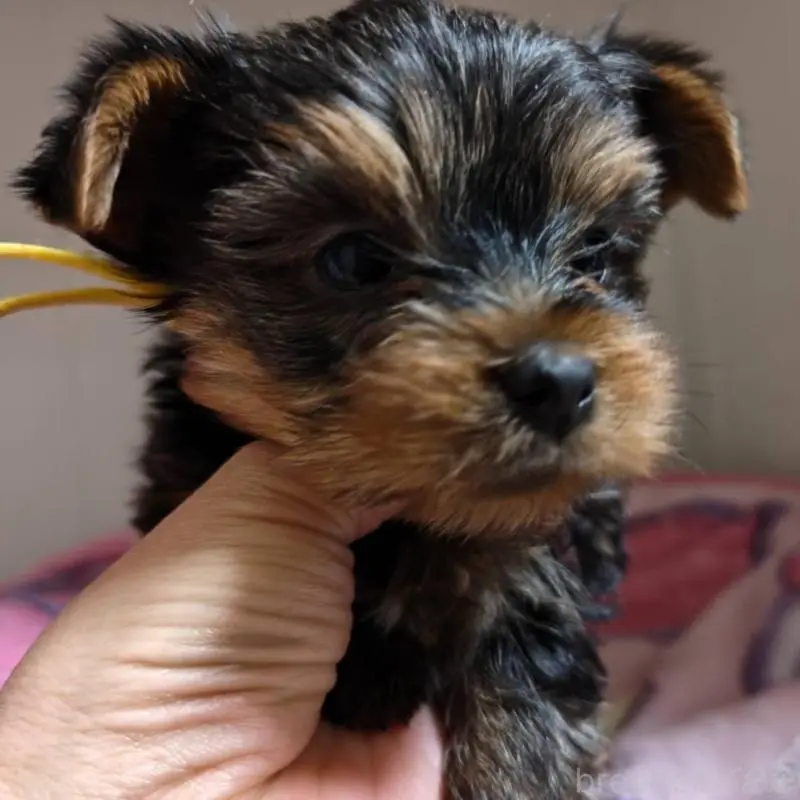 販売中の神奈川県のヨークシャーテリア-454484の4枚目