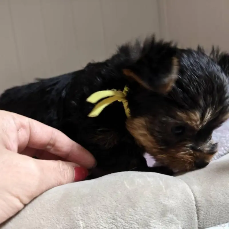 販売中の神奈川県のヨークシャーテリア-454484の3枚目