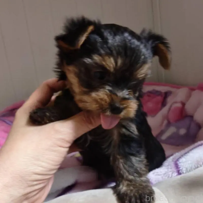 販売中の神奈川県のヨークシャーテリア-454484の2枚目