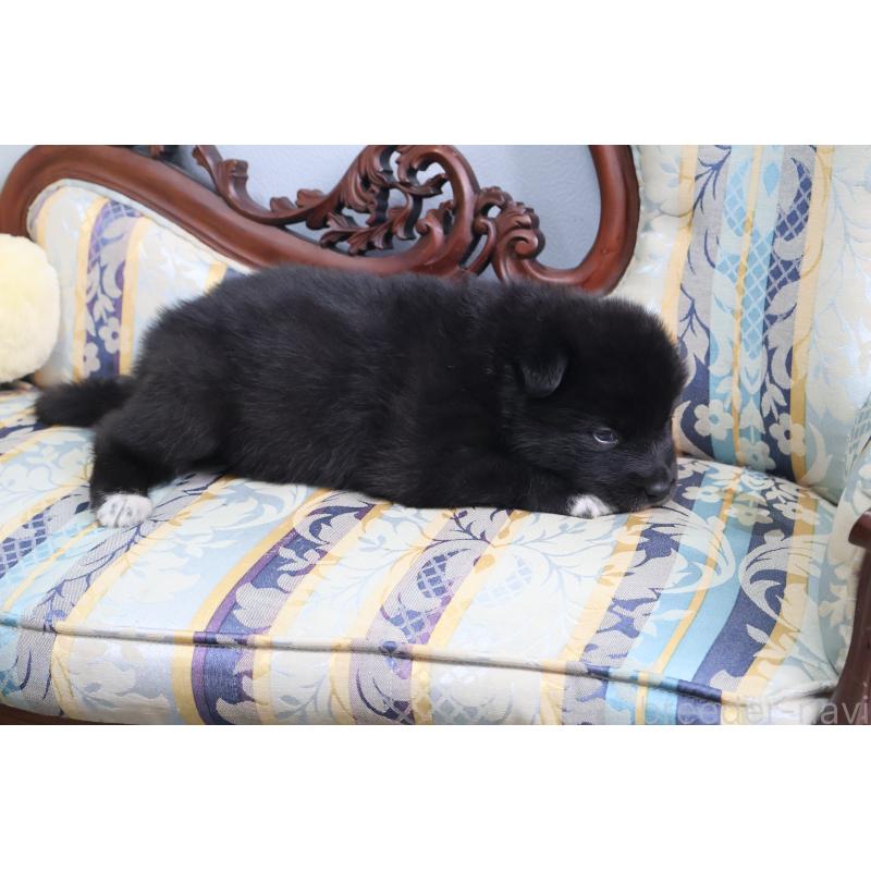 販売中の栃木県のミックス犬-454485の6枚目