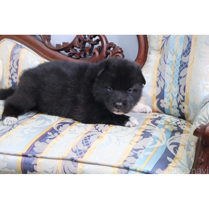 販売中の栃木県のミックス犬-454485の5枚目