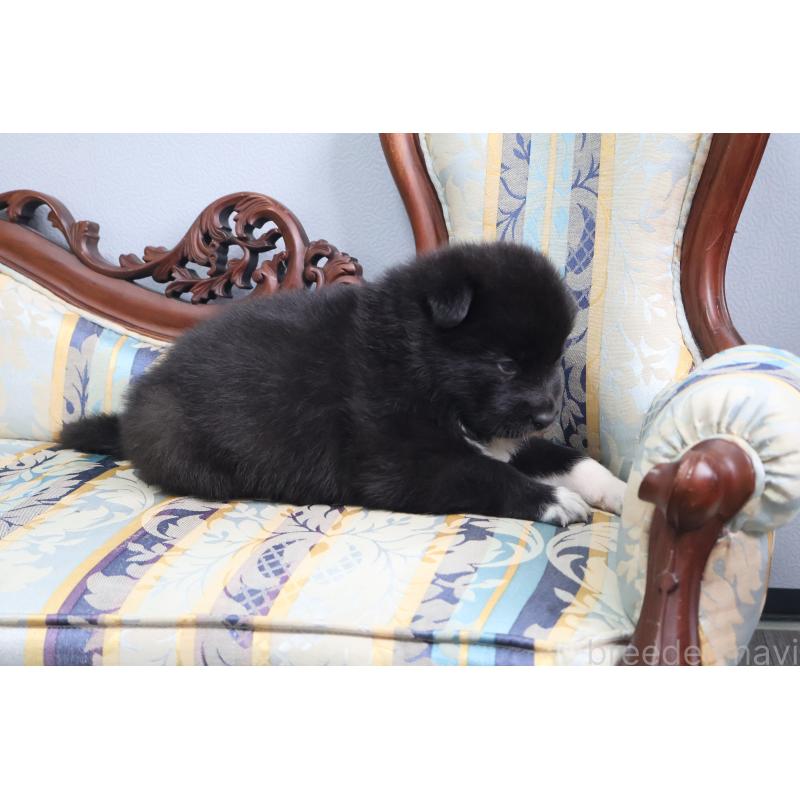 販売中の栃木県のミックス犬-454485の4枚目