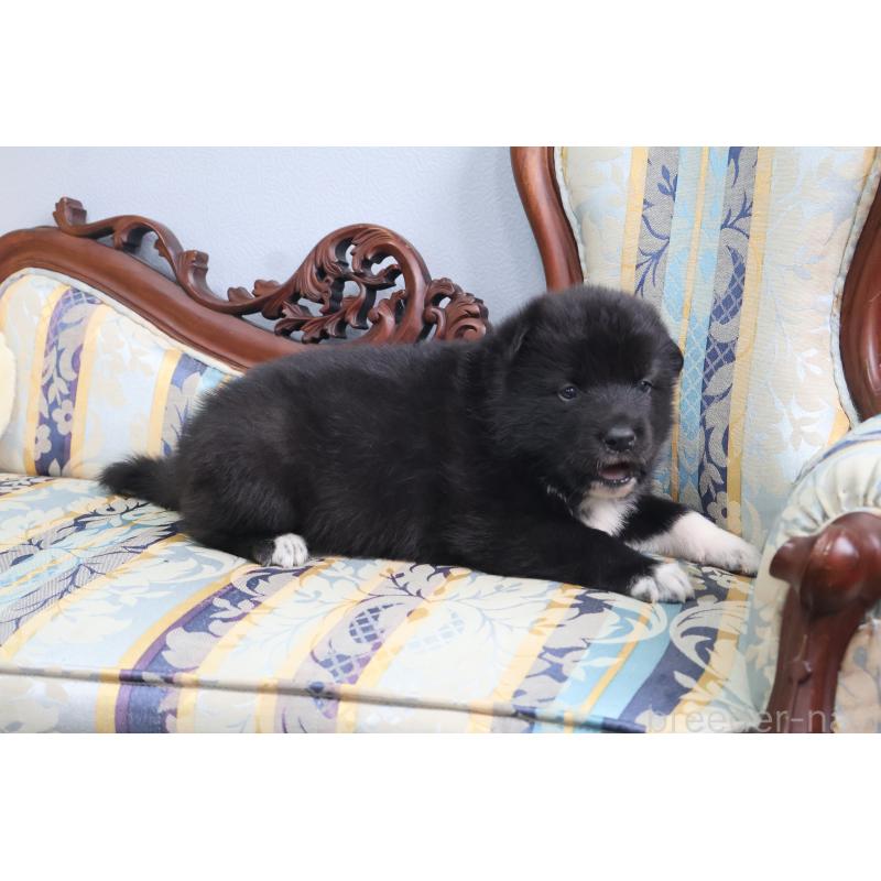 販売中の栃木県のミックス犬-454485の2枚目