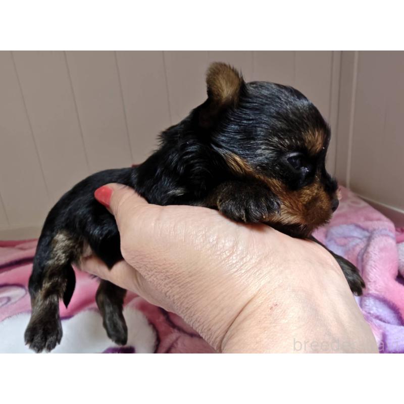 販売中の神奈川県のヨークシャーテリア-454486の5枚目