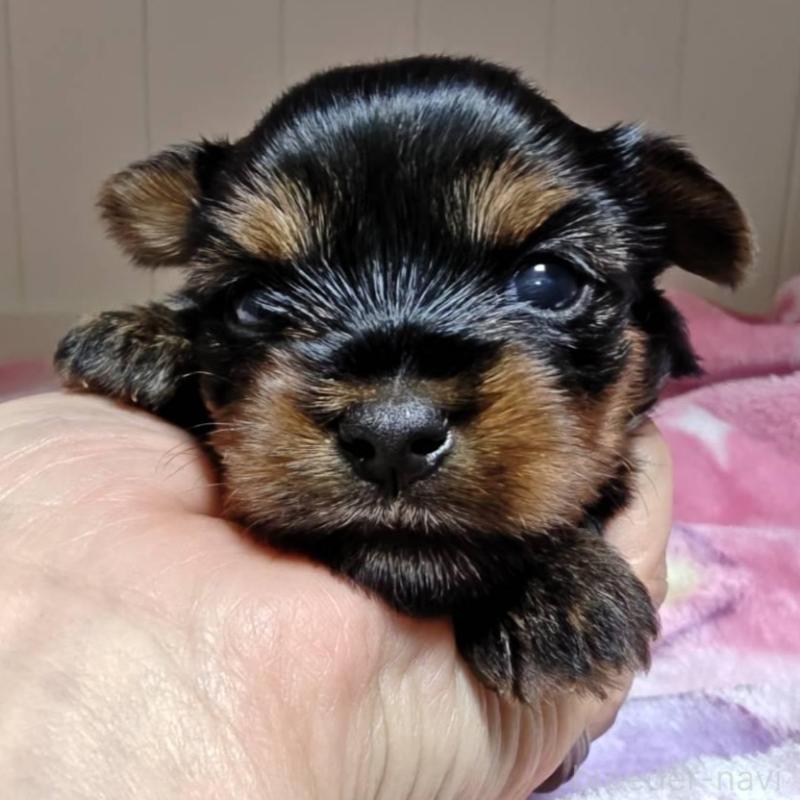 販売中の神奈川県のヨークシャーテリア-454486の4枚目