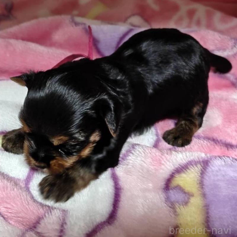 販売中の神奈川県のヨークシャーテリア-454486の3枚目