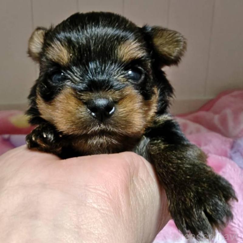 販売中の神奈川県のヨークシャーテリア-454486の2枚目