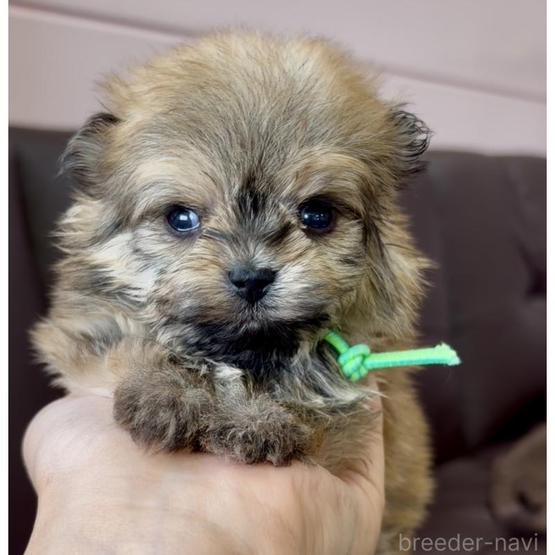 販売中の滋賀県のミックス犬-454487の4枚目