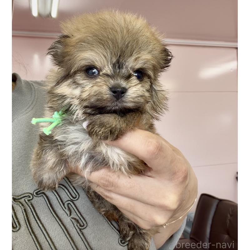 販売中の滋賀県のミックス犬-454487の3枚目