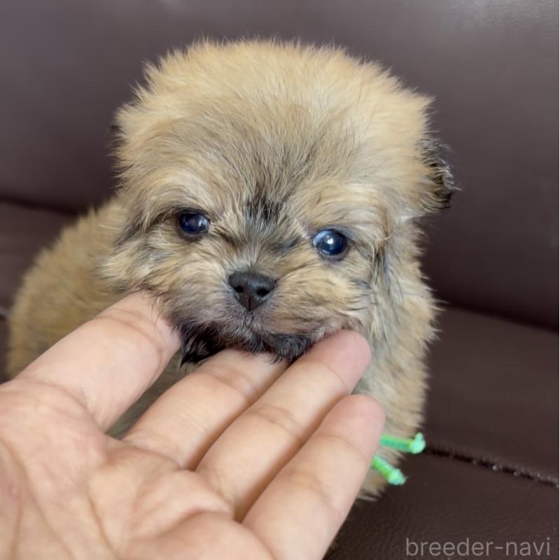 販売中の滋賀県のミックス犬-454487の2枚目