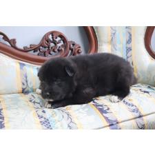 ♀︎ミックス犬