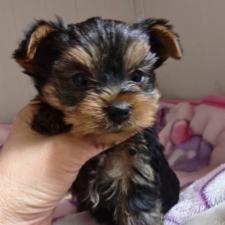 ♀︎ヨークシャーテリア