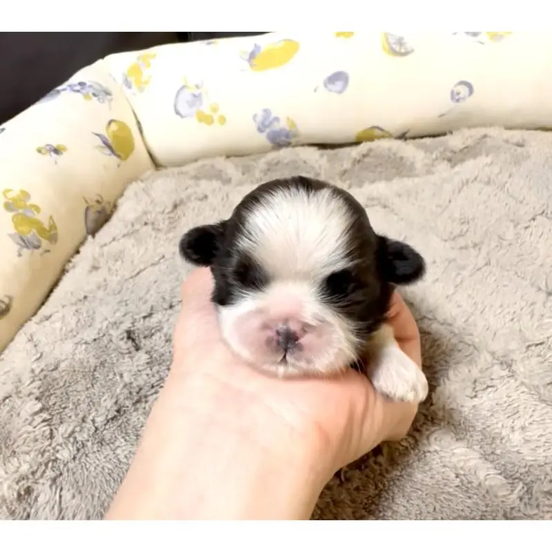 販売中の奈良県のシーズー-454688の7枚目