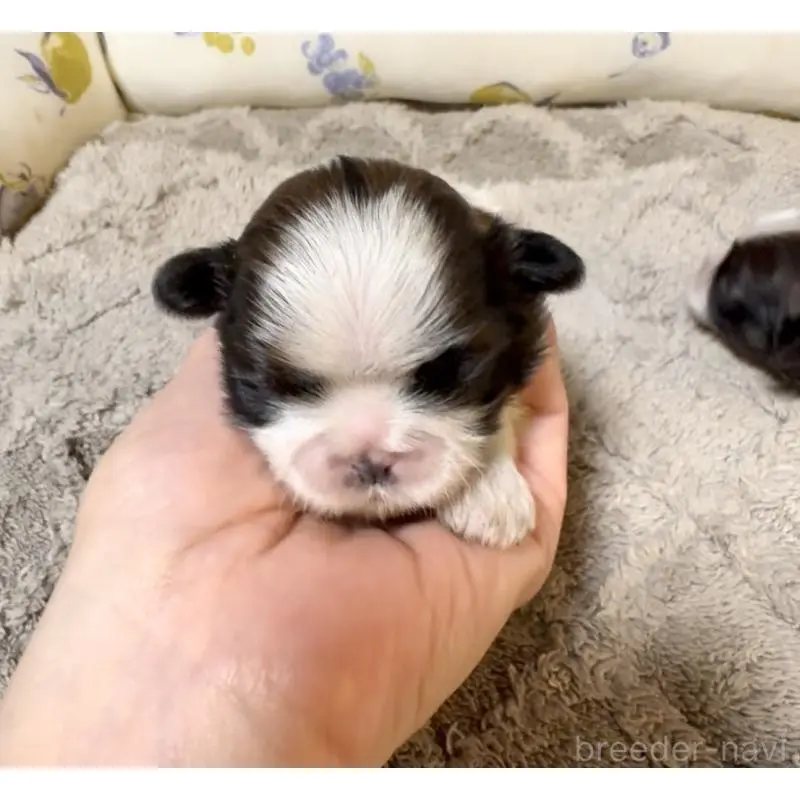 販売中の奈良県のシーズー-454688の8枚目