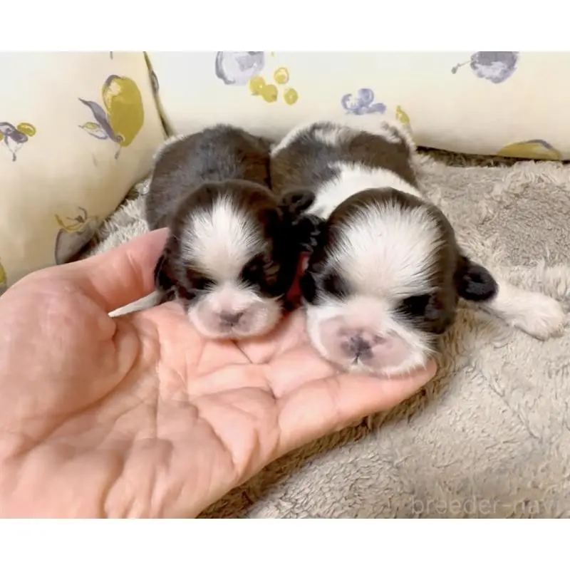 販売中の奈良県のシーズー-454688の6枚目