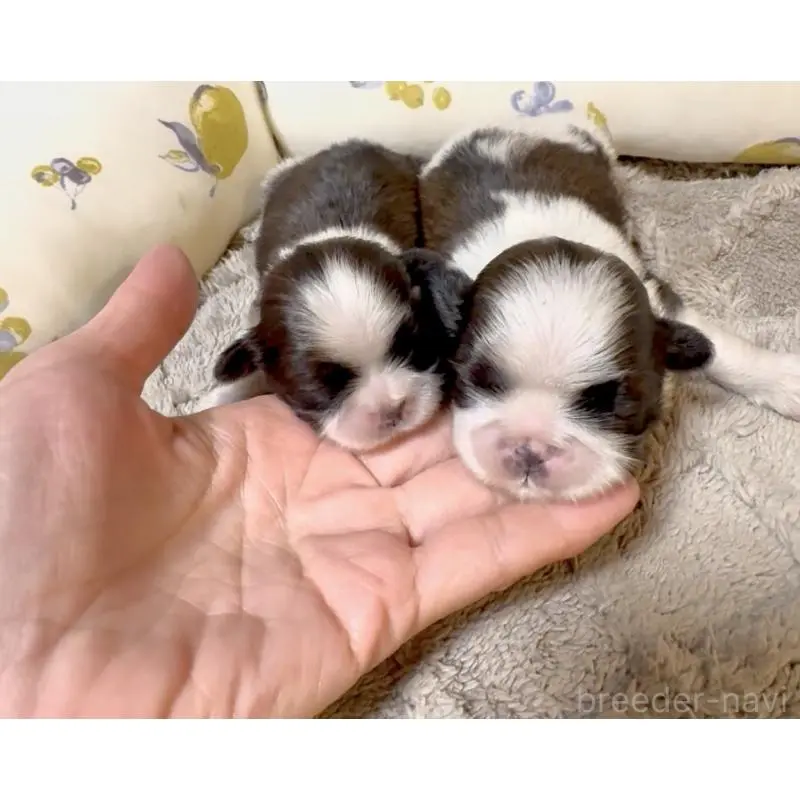 販売中の奈良県のシーズー-454688の5枚目