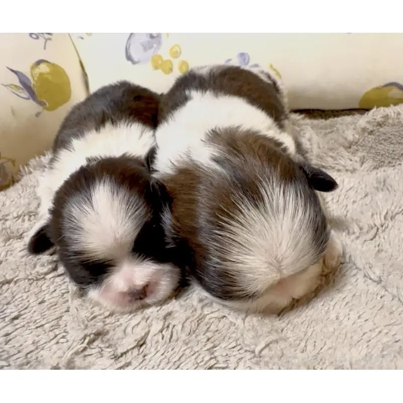 販売中の奈良県のシーズー-454688の4枚目