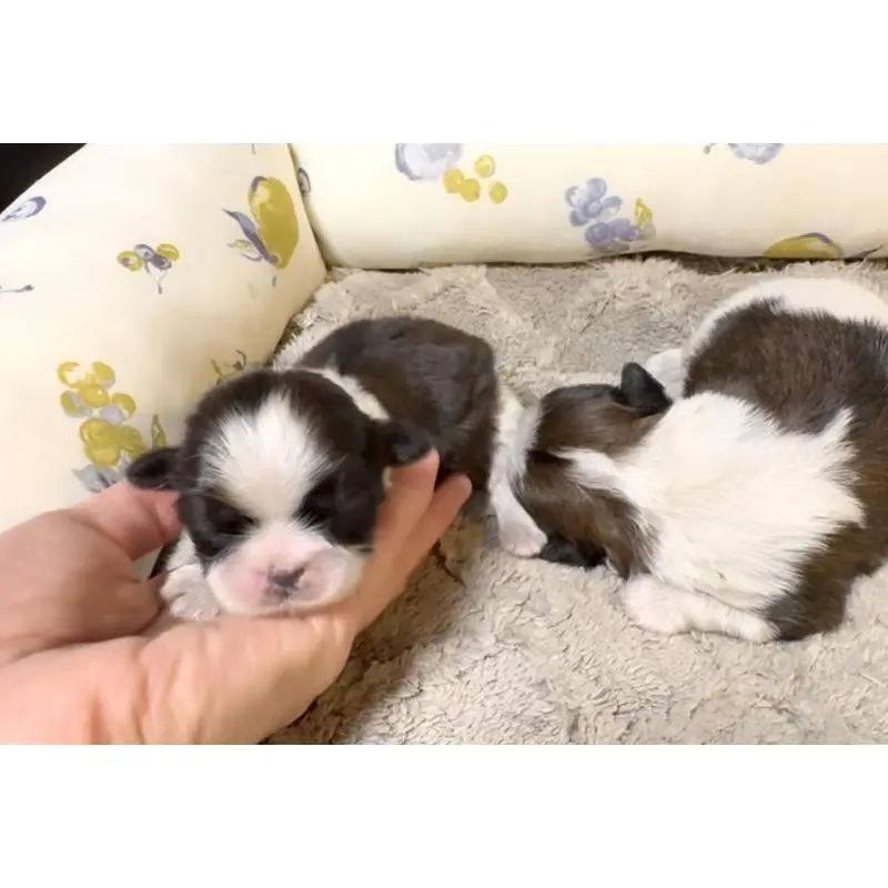 販売中の奈良県のシーズー-454688の2枚目