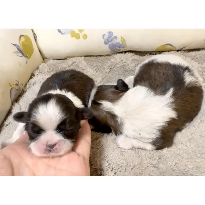 販売中の奈良県のシーズー-454688の3枚目