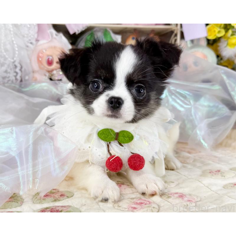 販売中の福岡県のチワワ(ロングコート)-447530の5枚目