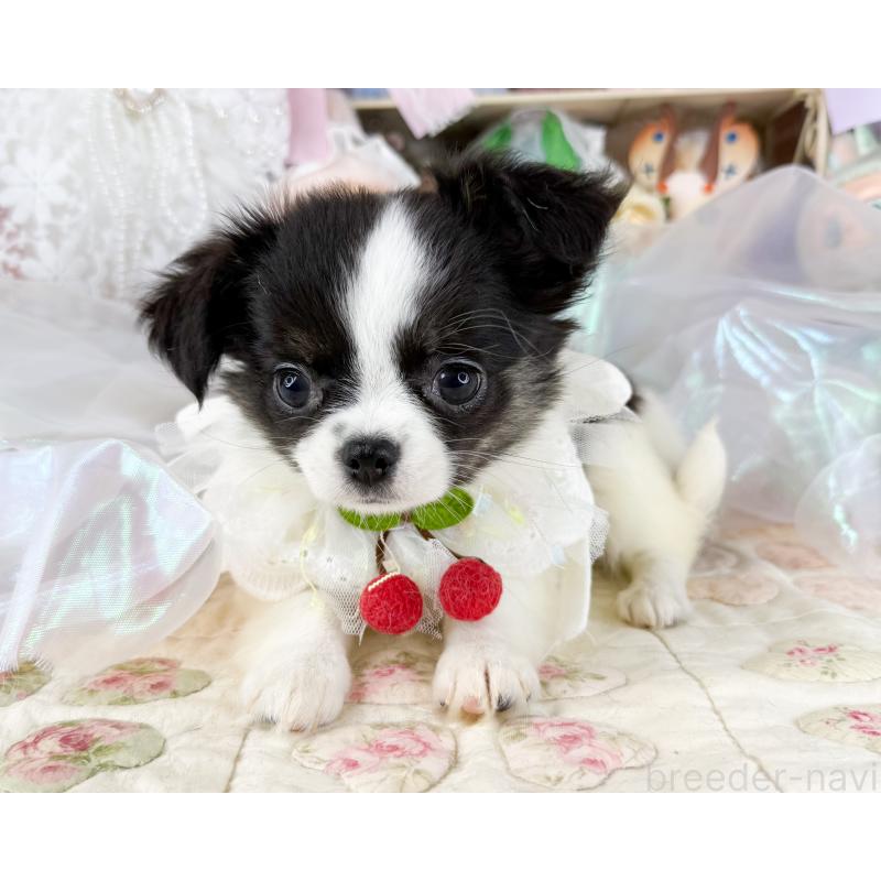 販売中の福岡県のチワワ(ロングコート)-447530の4枚目