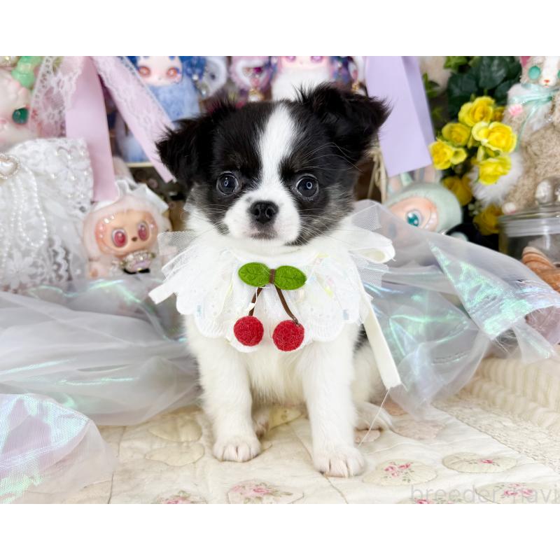 販売中の福岡県のチワワ(ロングコート)-447530の3枚目