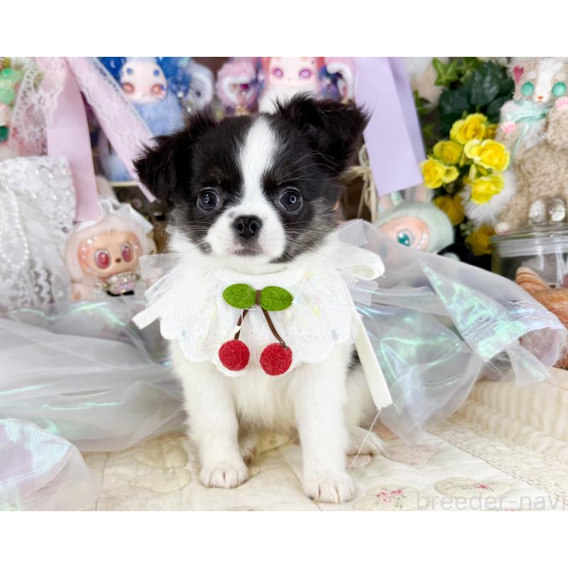 販売中の福岡県のチワワ(ロングコート)-447530の2枚目