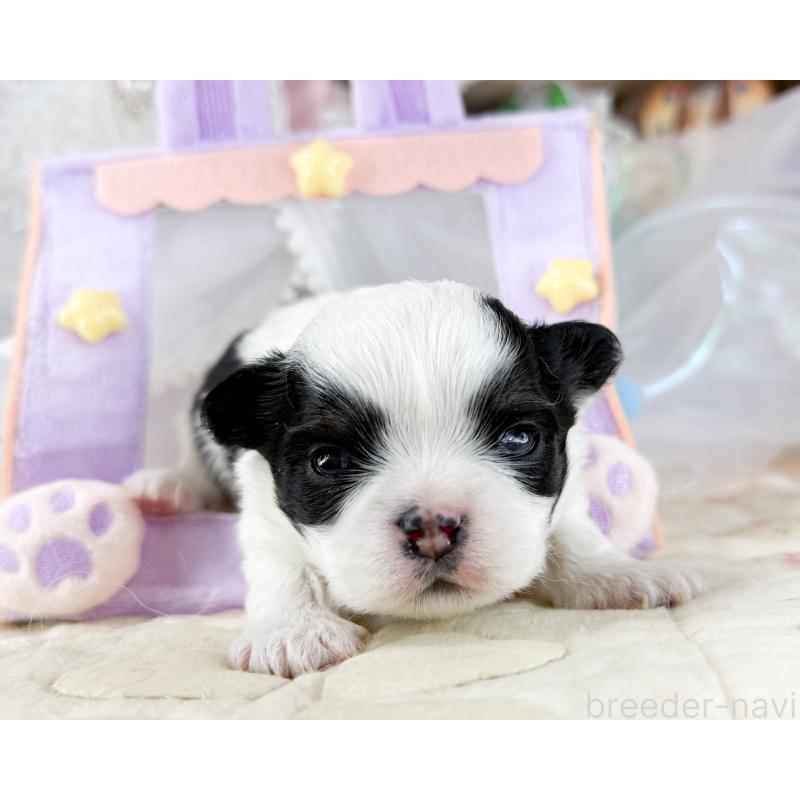 販売中の福岡県のチワワ(ロングコート)-454689の6枚目