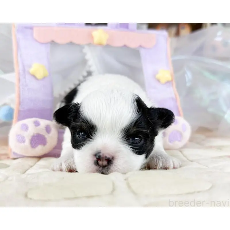 販売中の福岡県のチワワ(ロングコート)-454689の5枚目