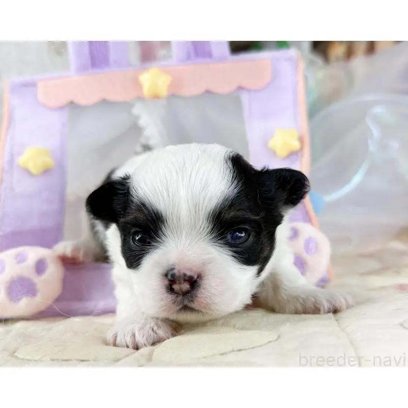 販売中の福岡県のチワワ(ロングコート)-454689の4枚目