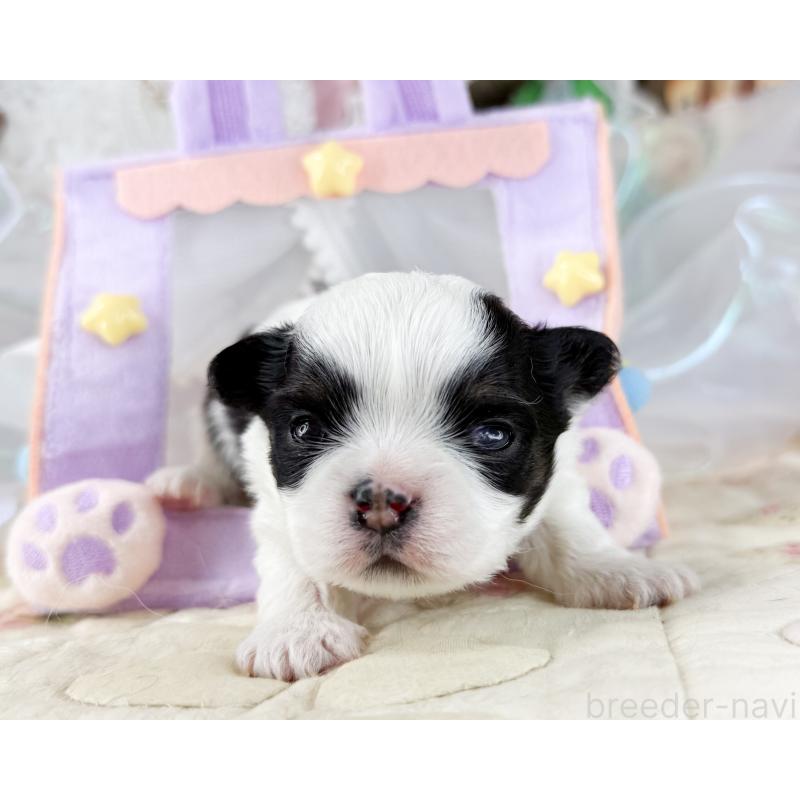 販売中の福岡県のチワワ(ロングコート)-454689の3枚目