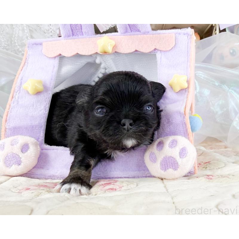 販売中の福岡県のチワワ(ロングコート)-454690の6枚目